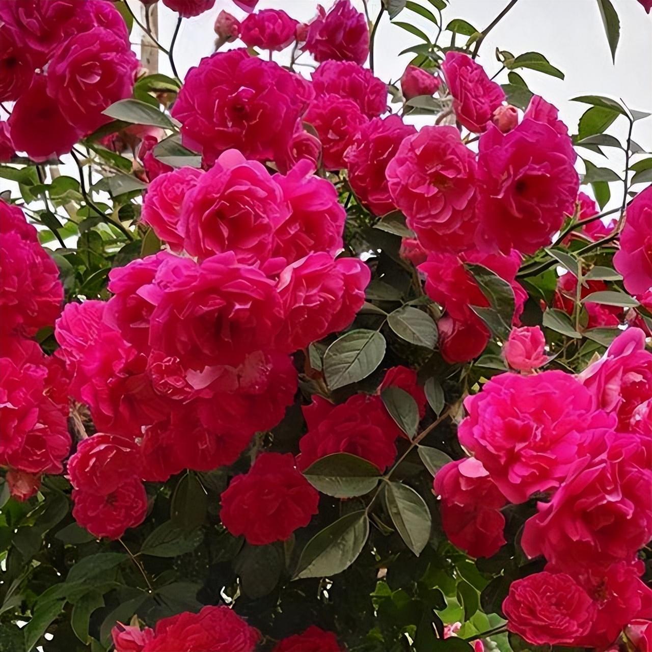 廈門(mén)院子裝修_廈門(mén)裝修院子價(jià)格多少_廈門(mén)裝修院子效果圖